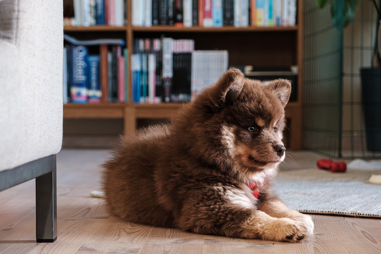 Understanding the Traits of the Lapphund